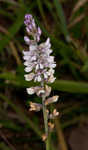 Sampson's snakeroot